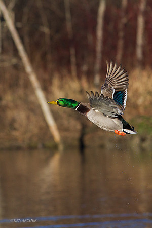 MDFL05224 - Mallard Duck