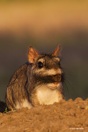 Plains Viscacha - ARML00220