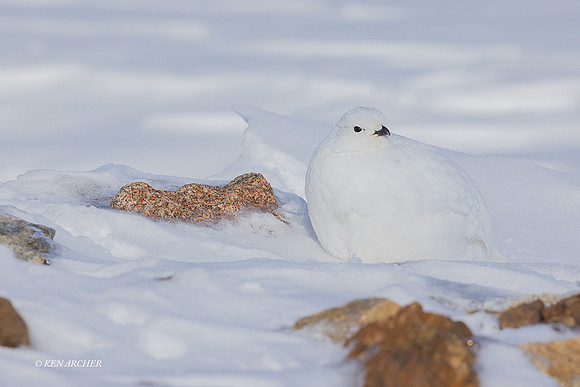 WTPM00215 - White-tailed Ptarmigan