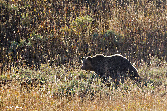 GRZ01810 - Grizzly Bear