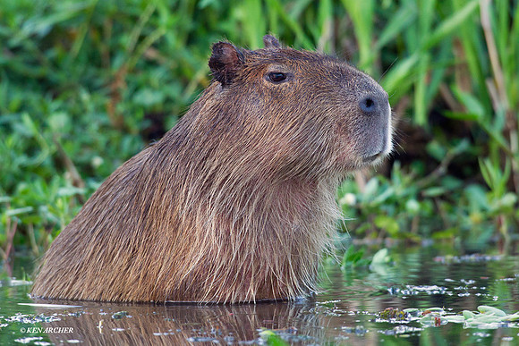 Capybara - ARML00064