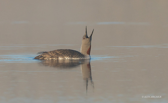 NMRL02154 - Red-throated Loon