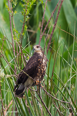 Snail Kite - ARRP00097