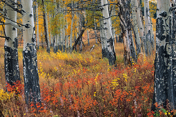 Aspen Tree's