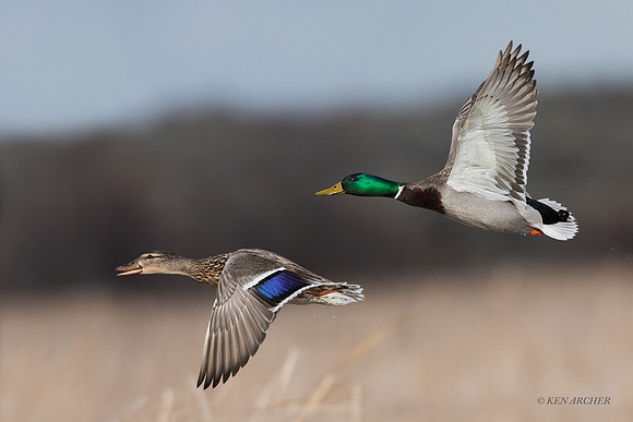 MDFL05958_Mallard Duck