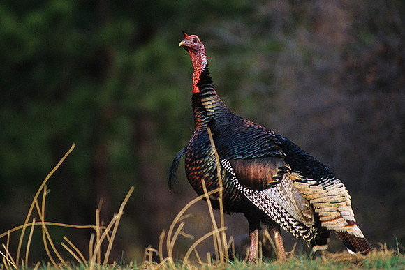 MMTY440928 Merriam's Tom Turkey