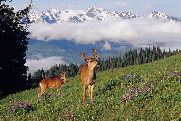 BTDR486357-Black-tail-Deer-Bucks,-Olympic-Mountains