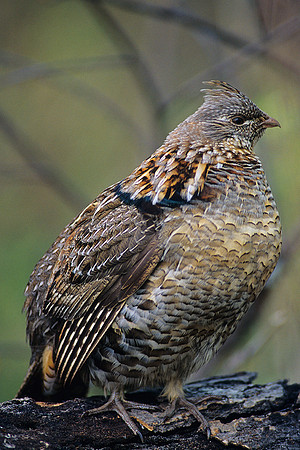RG010854-Ruffed-Grouse