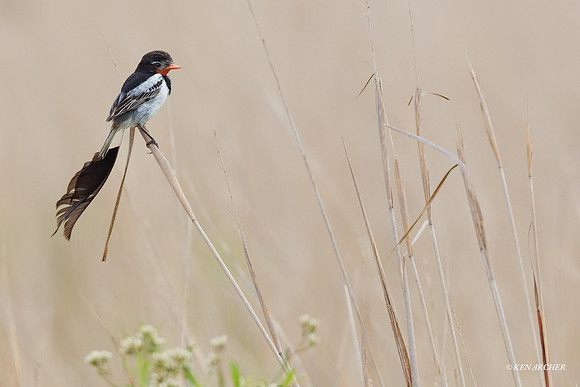 Strange-tailed Tyrant - ARBD01822