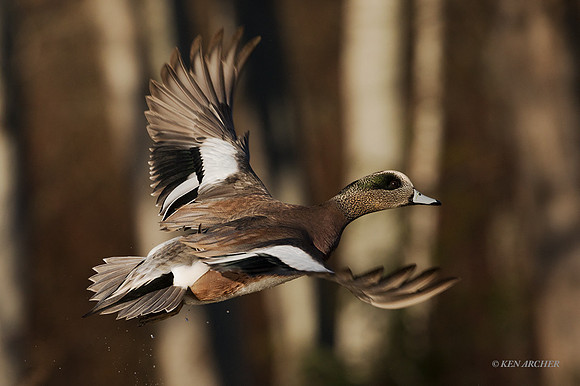 WNFL04075 - American Wigeon