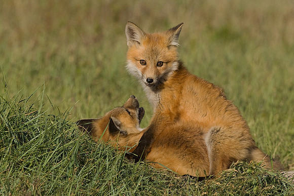 RF00446-Red-Fox-Kit