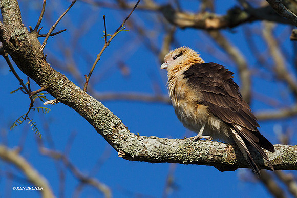 Yellow-headed Caracara - ARRP00188