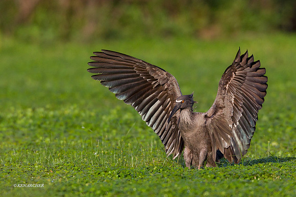 Plumbeous Ibis - ARSB00573