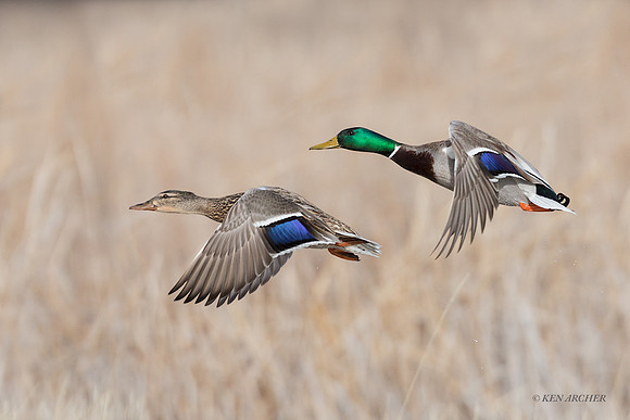 MDFL05956 - Mallard Duck