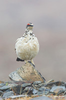 NMRM00303 - Rock Ptarmigan