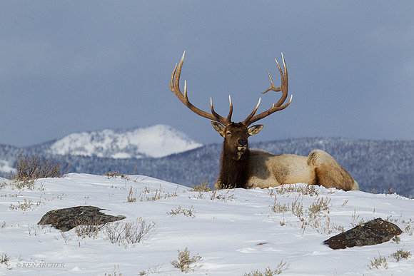 Rocky Mountain Bull Elk - EKWR00123